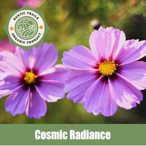 Cosmic Radiance, Cosmophyllos lumina, Organic - Heirloom - non GMO Seeds