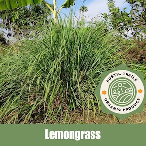 Lemongrass - Cymbopogon citratuse - Organic - Heirloom non GMO Seeds