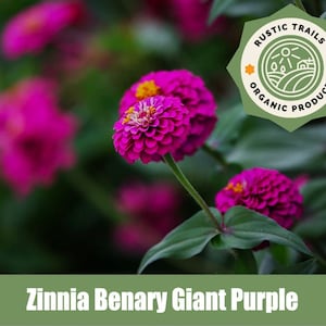 Zinnia Benary Giant Purple - Heirloom - non GMO Seeds