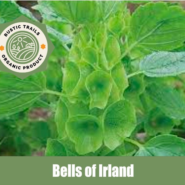Bells of Ireland, Moluccella laevis, Organic - Heirloom - non GMO Seeds