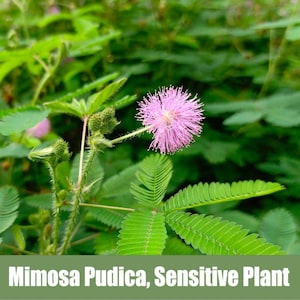 Mimosa Pudica, Sensitive Plant. - Heirloom - non GMO Seeds