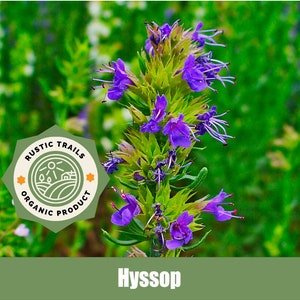 Hyssop - Organic - Heirloom non GMO Seeds