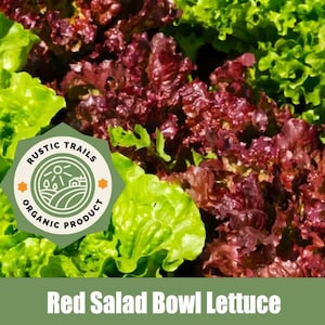 Red Salad Bowl Lettuce Seeds - Organic- None GMO - Heirloom