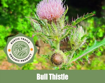 Bull Thistle, Cirsium vulgare, Organic, Non-GMO, Heirloom Seeds, Wildcrafted
