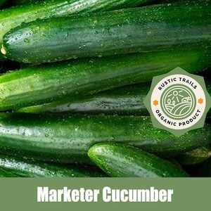 May include: Close-up of a pile of fresh, green cucumbers. The cucumbers are wet and glistening. A green and yellow sticker with the text "RUSTIC TRAILS ORGANIC PRODUCT" is visible.
