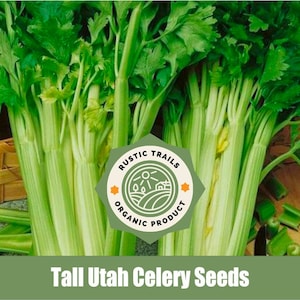 Tall Utah Organic Celery Seeds - None GMO - Heirloom