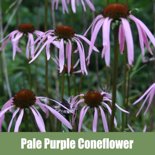 Pale Purple Coneflower, Echinacea purpurea - Heirloom - non GMO Seeds