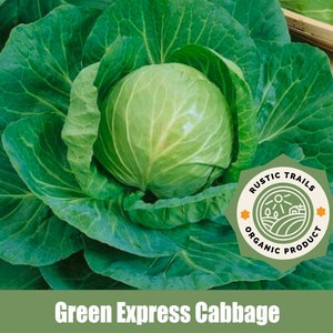 May include: A large, green head of cabbage with a green leafy outer layer. The cabbage is labeled "Green Express Cabbage" and has a sticker that says "Rustic Trails Organic Product".