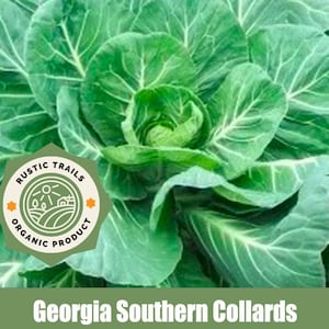 Georgia Southern Collard Seeds Organic Heirloom Seeds - non GMO -