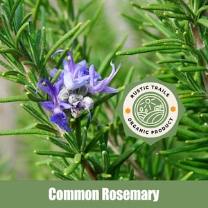 Common Rosemary (Rosmarinus officinalis) - Organic - Heirloom non GMO Seeds