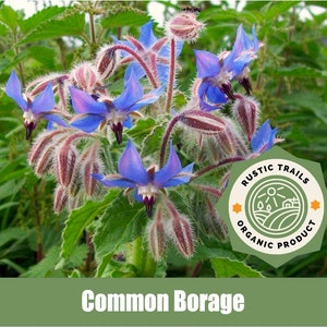 Common Borage, Borago officinalis - Organic - Heirloom non GMO Seeds