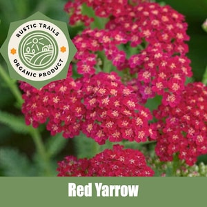 Red Yarrow (Achillea millefolium rubra) - Organic - Heirloom non GMO Seeds