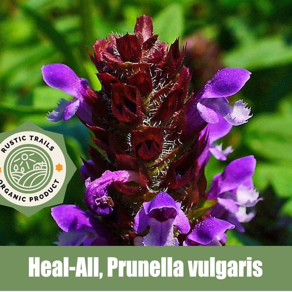 Heal-All or Self Heal, Prunella vulgaris - Organic - Heirloom non GMO Seeds
