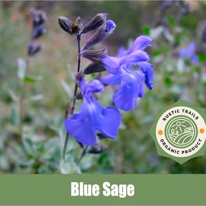 Blue Sage, Salvia azurea - Organic - Heirloom non GMO Seeds