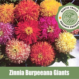 Zinnia Burpeeana Mixed Giants- Heirloom - non GMO Seeds