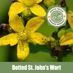 May include: Close-up of yellow dotted St. John's Wort flowers with green foliage. The image includes a green logo with the text "RUSTIC TRAILS ORGANIC PRODUCT".