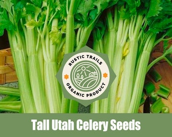 Tall Utah Organic Celery Seeds - None GMO - Heirloom