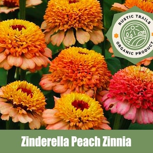 Zinnia Zinderella Peach - Heirloom - non GMO Seeds - a captivating and elegant variety - Heirloom - non GMO Seeds