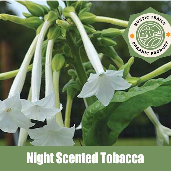 Night Scented Tobacco, Nicotiana alata  - Organic - Heirloom - non GMO Seeds