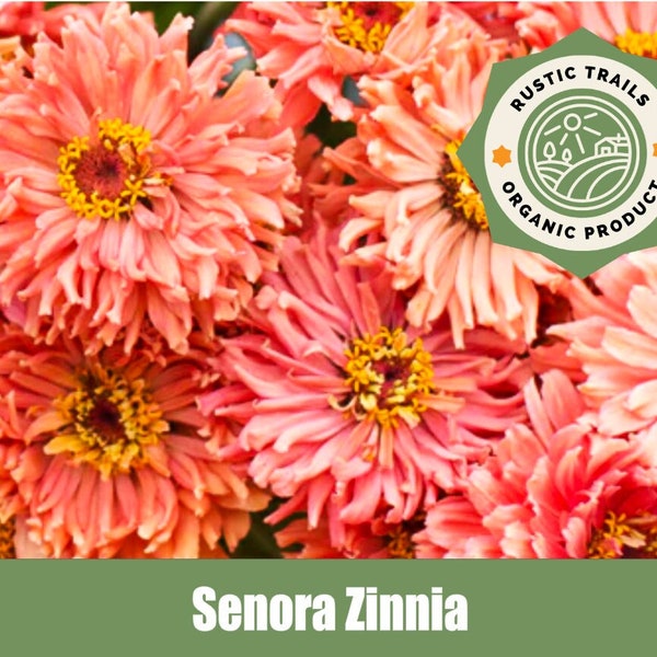 Zinnia Senora Peach - Heirloom - non GMO Seeds