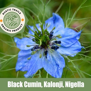 Nigella, also known as Black Cumin or Kalonji - Organic - Heirloom non GMO