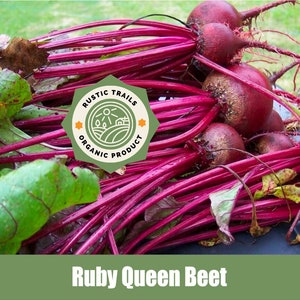May include: A bunch of Ruby Queen beets with their leafy greens. The beets are a deep red color and the greens are a vibrant green. The beets are labeled as "Rustic Trails Organic Product".