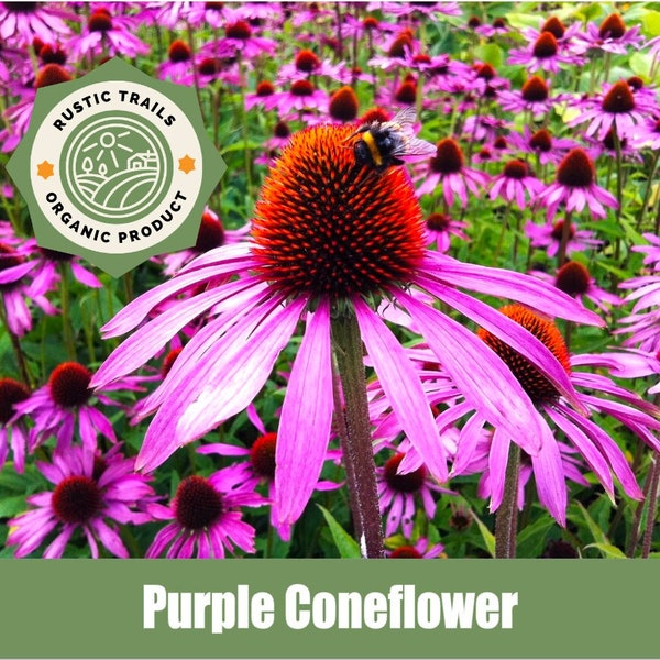 Purple Coneflower, Echinacea purpurea - Organic - Heirloom - non GMO Seeds