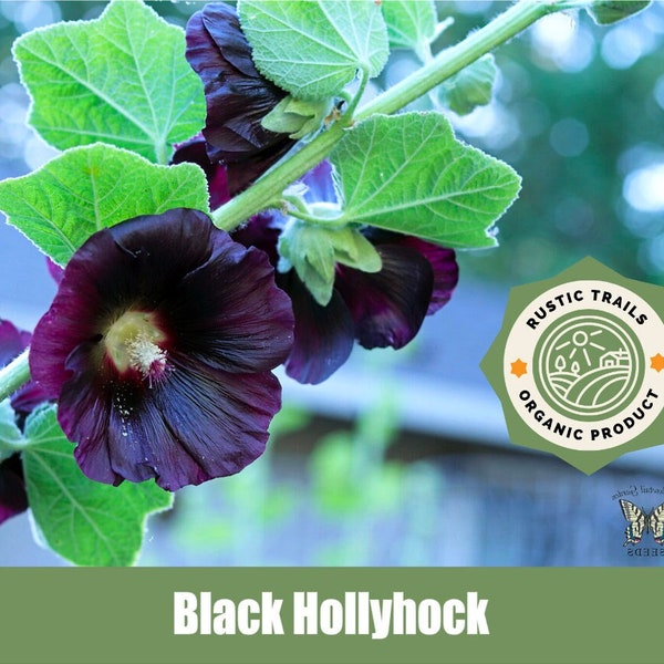 Black Hollyhock (Alcea rosea)  - Organic - Heirloom - non GMO Seeds