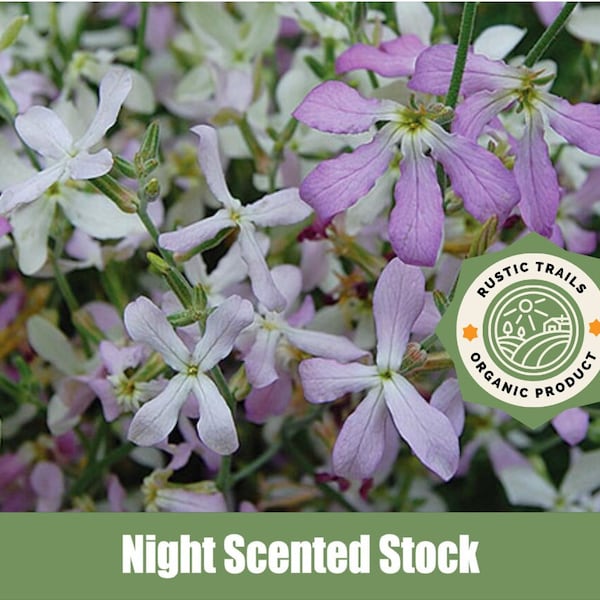Night Scented Stock, Matthiola longipetala  - Organic - Heirloom - non GMO Seeds