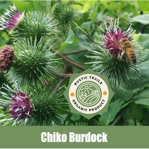 Organic Chiko Burdock, Arctium lappa - Non - GMO Seeds - American Grown