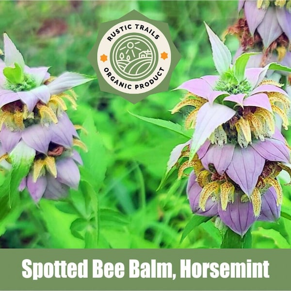 Spotted Bee Balm, Horsemint, Monarda punctata  - Organic - Wildcrafted - Heirloom - non GMO Seeds