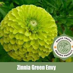 Zinnia Green Envy