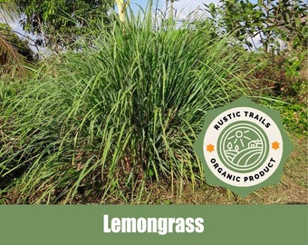 Lemongrass - Cymbopogon citratuse - Organic - Heirloom non GMO Seeds