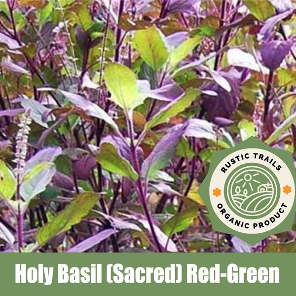 Holy Basil  (Sacred) Red-Green Ocimum tenuiflorum - Heirloom non GMO Seeds