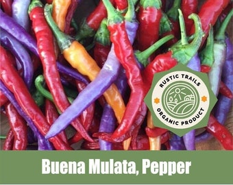 Buena Mulata Organic Pepper Seeds - None GMO - Heirloom -  Capsicum annuum