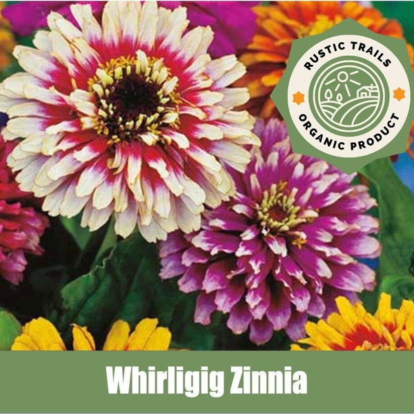 Whirligig Zinnia - Heirloom - non GMO Seeds