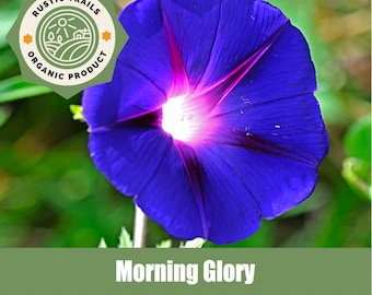 May include: A close-up of a vibrant blue morning glory flower with a bright pink center. The flower is in full bloom, showcasing its delicate petals. The image includes a green and white logo that says "Rustic Trails Organic Product" and the words "Morning Glory".