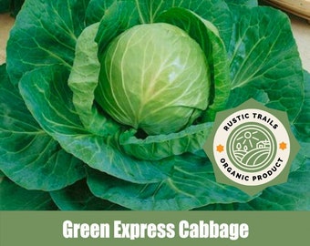 Green Express Cabbage Organic Heirloom Seeds - non GMO -