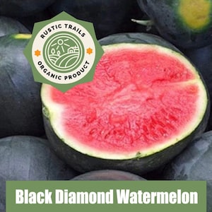 Black Diamond Watermelon Seeds - Heirloom Non GMO Seeds - Fresh USA Grown Seeds