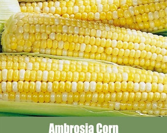 Ambrosia Corn, also known as Tall Untreated Ambrosia Corn - Untreated Corn Seeds, How to grow