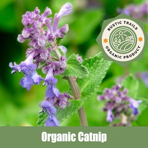 Catnip - Organic - Heirloom non GMO Seeds