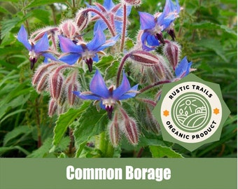 Common Borage, Borago officinalis - Organic - Heirloom non GMO Seeds