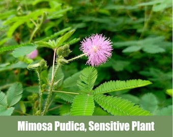 Mimosa Pudica, Sensitive Plant. - Heirloom - non GMO Seeds