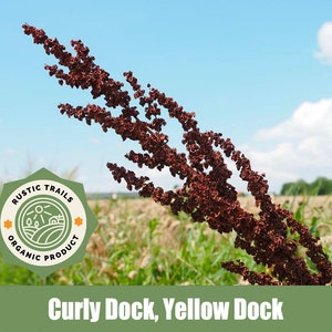 Yellow Dock, Curly Dock, Rumex crispus - Wildcrafted - Organic - Heirloom Seeds