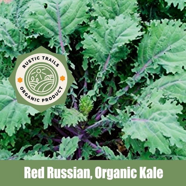 Red Russian Organic Kale Seeds - None GMO - Heirloom - also know as Tuscan kale, dinosaur kale and black kale