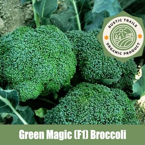 May include: Close-up of three large green broccoli heads. The broccoli is fresh and has a vibrant green color. The image includes a logo for Rustic Trails Organic Product.