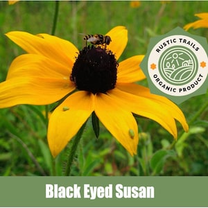 Lance-Leaved Coreopsis, known as Tickseed - Heirloom - non GMO Seeds