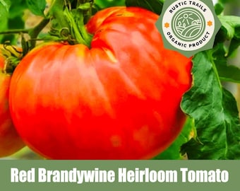 Red Brandywine Heirloom Tomato- Organic Heirloom Seeds - non GMO -