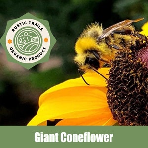 Great Coneflower, Rudbeckia maxima, Wild Crafted Organic Heirloom non GMO Seeds image 1