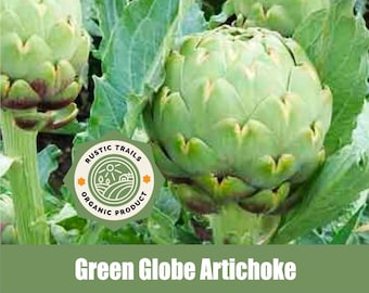 Organic Green Globe Artichoke Seeds - Asteraceae -None GMO - Heirloom - Sunflower Family